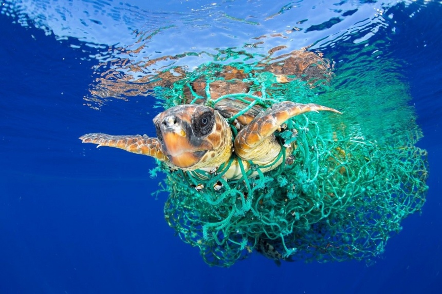 На Кипре из желудка умершей черепахи извлекли 183 кусочка пластика: фото 3