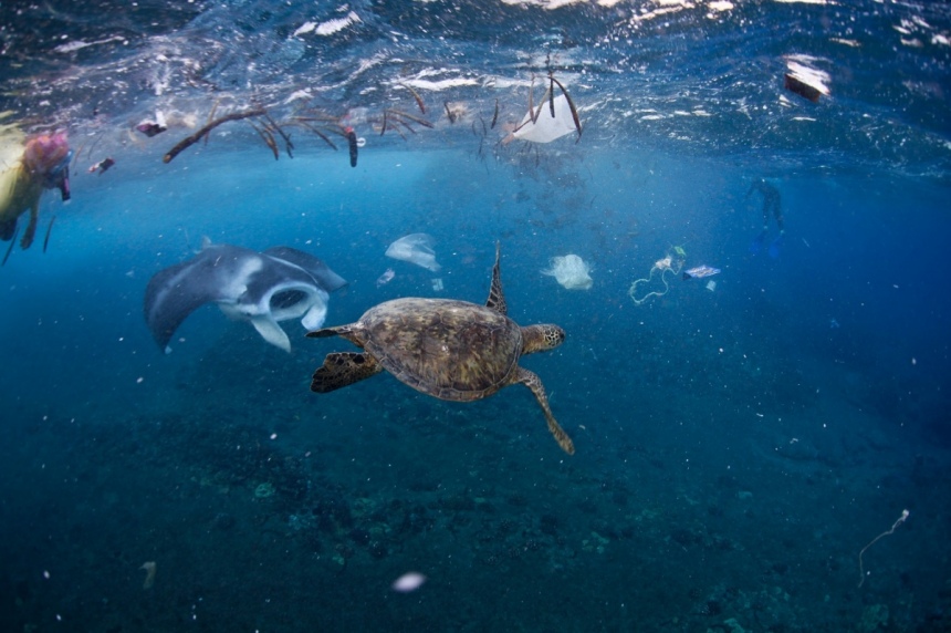 На Кипре из желудка умершей черепахи извлекли 183 кусочка пластика: фото 2