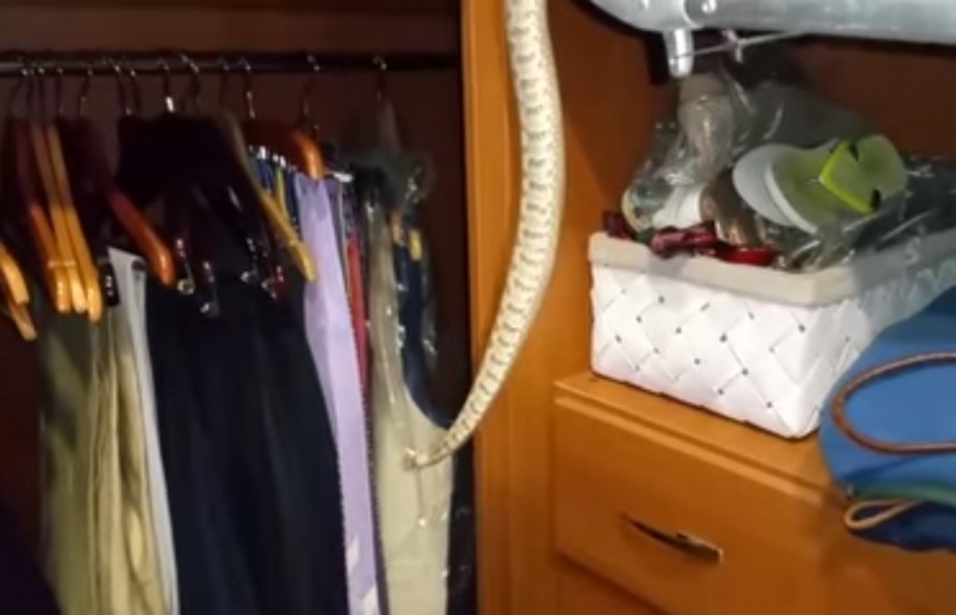 Жительница деревни Пареклисия в районе Лимассола нашла в шкафу живую змею!: фото 2