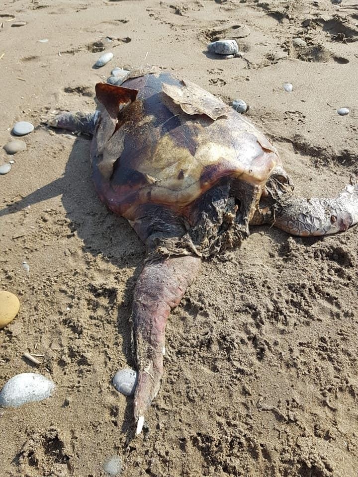 На пляже Лара нашли гигантскую обезглавленную черепаху: фото 3