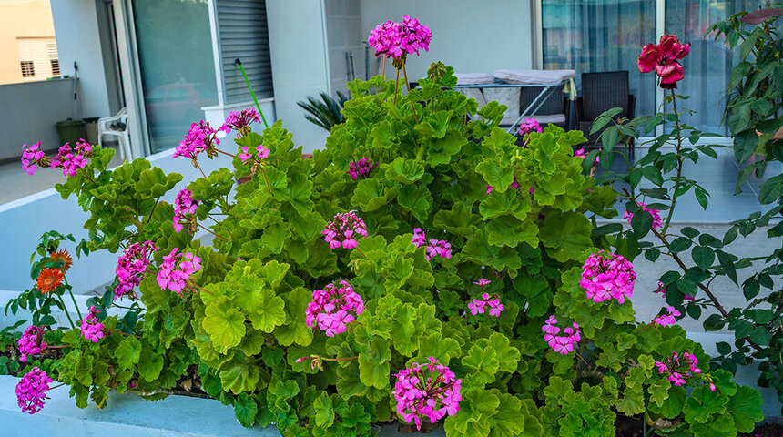 Пеларгонии — любимые цветы киприотов!: фото 6