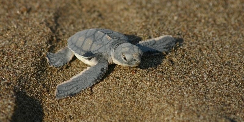 В Пафосе на пляже, где обитают черепахи, устроили круглосуточные вечеринки: фото 2