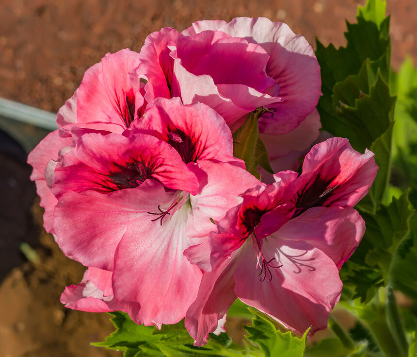 Пеларгонии — любимые цветы киприотов!: фото 2