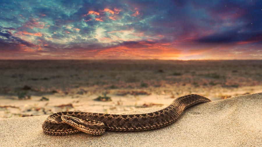Осторожно, сезон змей на Кипре объявляется открытым: фото 2
