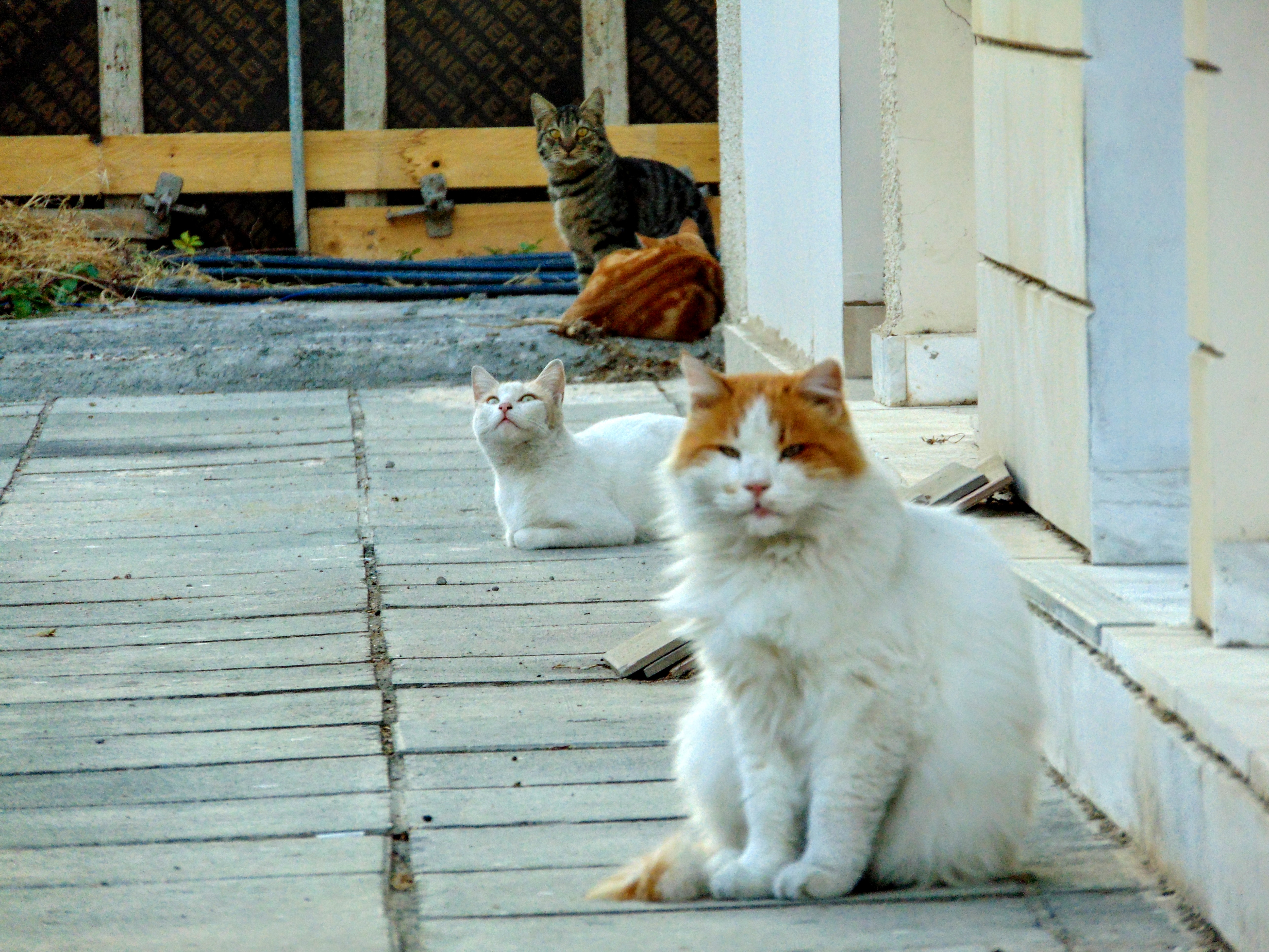 Кипрские кошки: тайны, скандалы, разоблачения :): фото 7