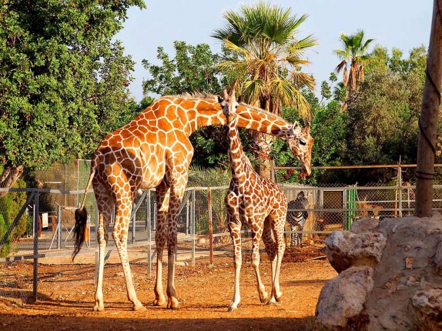 Зоопарк в Пафосе, Кипр