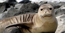 В гавань Пафоса заплыл редкий тюлень