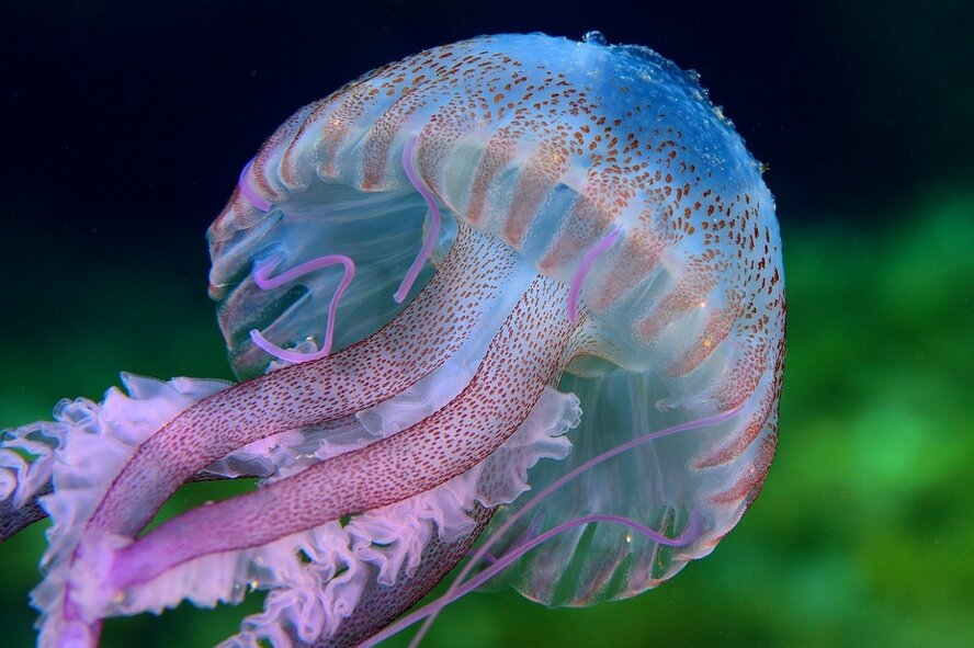 Внимание! Побережье Кипра атакуют ядовитые медузы