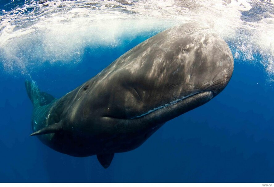 Невероятно! К берегам Кипра приплыли киты