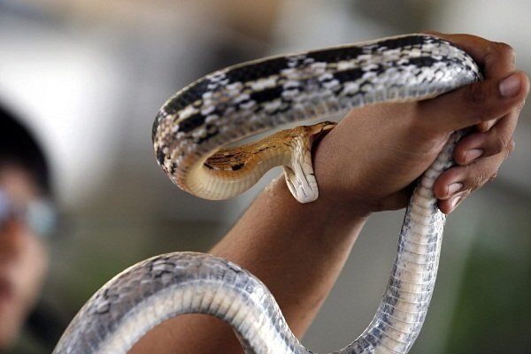 Змея укусила известного киприота в Лимассоле