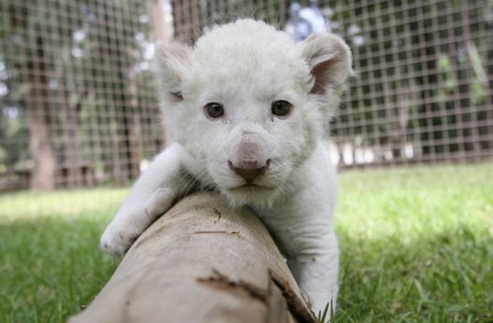 Невероятно! В зоопарке Пафоса появился на свет детеныш редкого белого льва