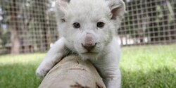 Невероятно! В зоопарке Пафоса появился на свет детеныш редкого белого льва