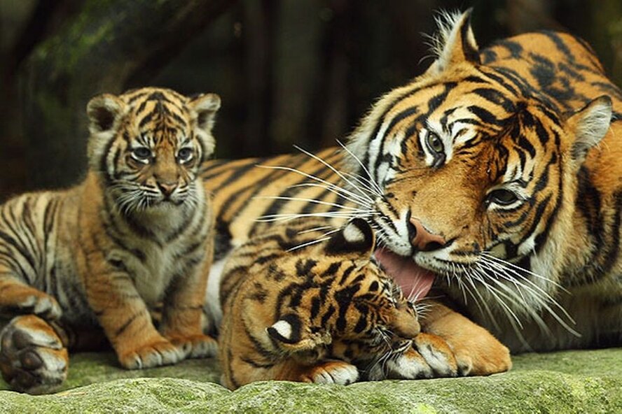 В Pafos Zoo родились два замечательных тигренка