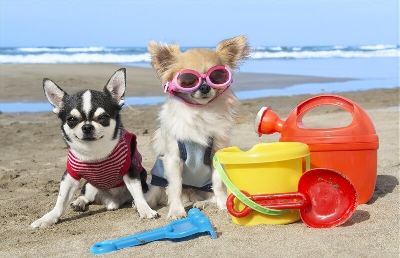 Собачьи пляжи Кипра: куда можно прийти с собакой