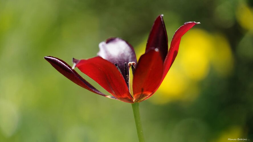 В Акамасе расцвели редкие тюльпаны Tulipa akamasica (Фото)