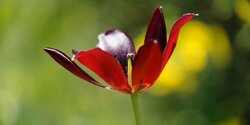 В Акамасе расцвели редкие тюльпаны Tulipa akamasica (Фото)