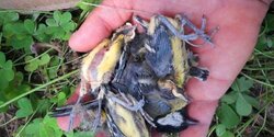 Некто разорил гнезда и убил птенцов в парке Академия в Никосии (фото)