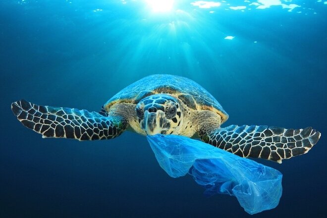 На Кипре из-за пластика умерли две большие черепахи