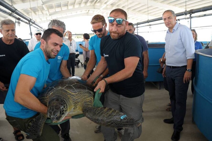 На Кипре после длительного лечения выпустили в море  черепаху Элефтерию