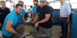 На Кипре после длительного лечения выпустили в море  черепаху Элефтерию
