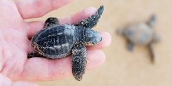 Попытка помешать программе по защите морских черепах на Кипре! 