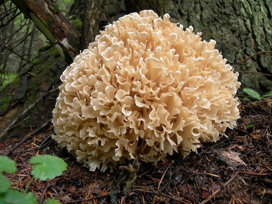 Вот это да! На Кипре нашли редкий гриб весом 2,5 килограмма