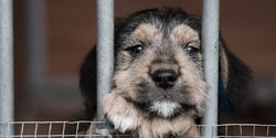 Приют для собак на Кипре нуждается помощи – здесь очень ждут волонтеров 