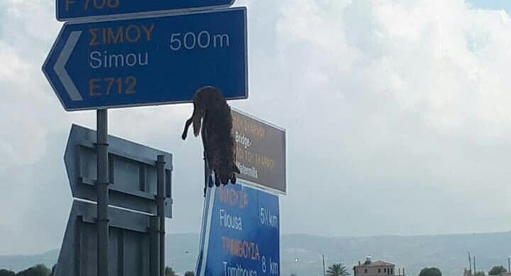 В Пафосе живодеры повесили труп несчастного животного на дорожный знак