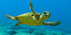На Кипре обнаружили очередную мертвую черепаху