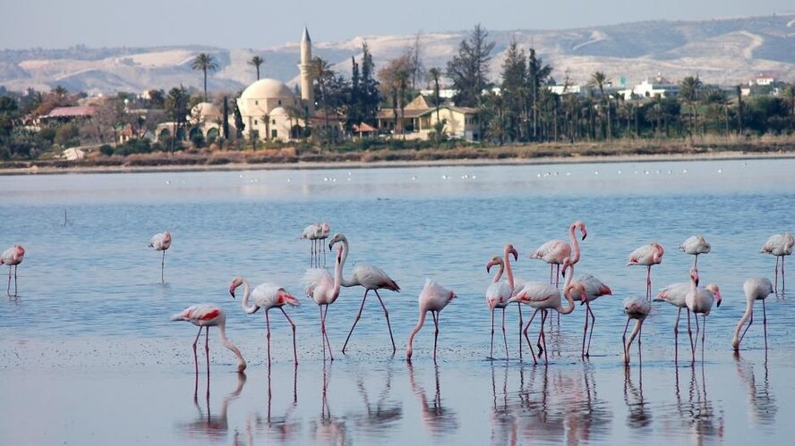 Чудеса: в Ларнаку прилетели сотни фламинго!