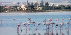 Чудеса: в Ларнаку прилетели сотни фламинго!