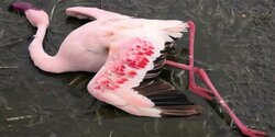 Первые жертвы циклона на Кипре – розовые фламинго (фото и видео)