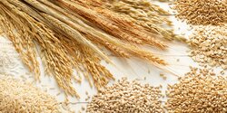 Ученые изобрели новый вид пшеницы, который совершит революцию в сельском хозяйстве Кипра
