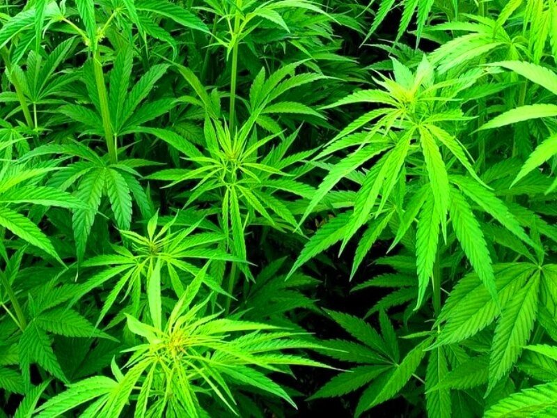 В Лимассоле арестовали «садовода», выращивавшего марихуану