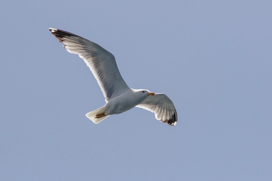 Редким птицам на Северном Кипре угрожает исчезновение (фото)