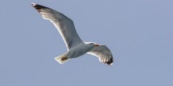 Редким птицам на Северном Кипре угрожает исчезновение (фото) 