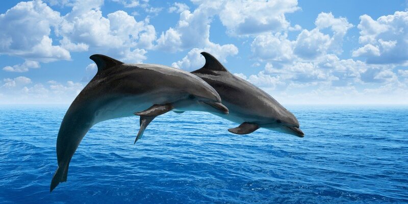 Дельфины - это радость! Маленькие дельфины весело резвятся в чистых водах Акамаса!