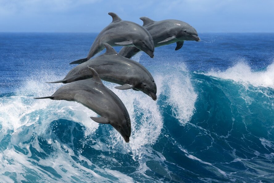 На Кипр снова приплыли дельфины!