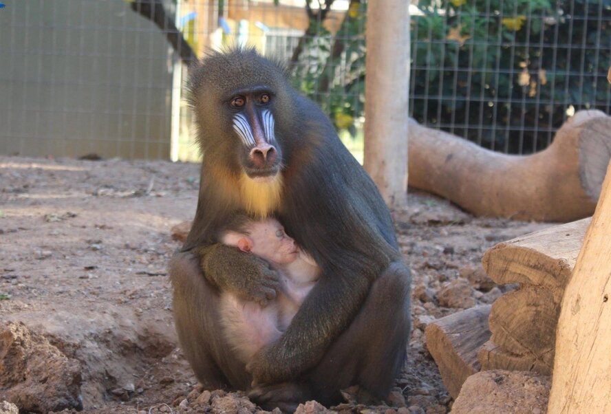В зоопарке Пафоса родился редкий детеныш обезьяны мандрил