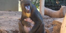 В зоопарке Пафоса родился редкий детеныш обезьяны мандрил