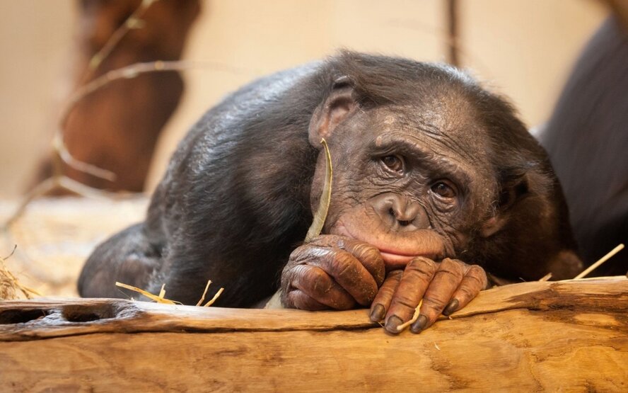 Зоопарк Пафоса под угрозой закрытия