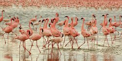 Невероятно! На Кипр прилетело 11 тысяч фламинго