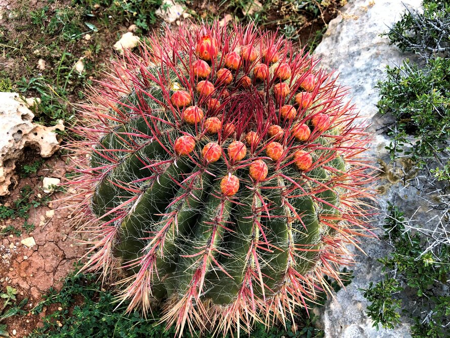 Ayia Napa Cactus Park - парк кактусов, средиземноморских растений и суккулентов в Айя-Напе