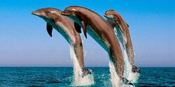 К берегам Лимассола приплыла стая дельфинов