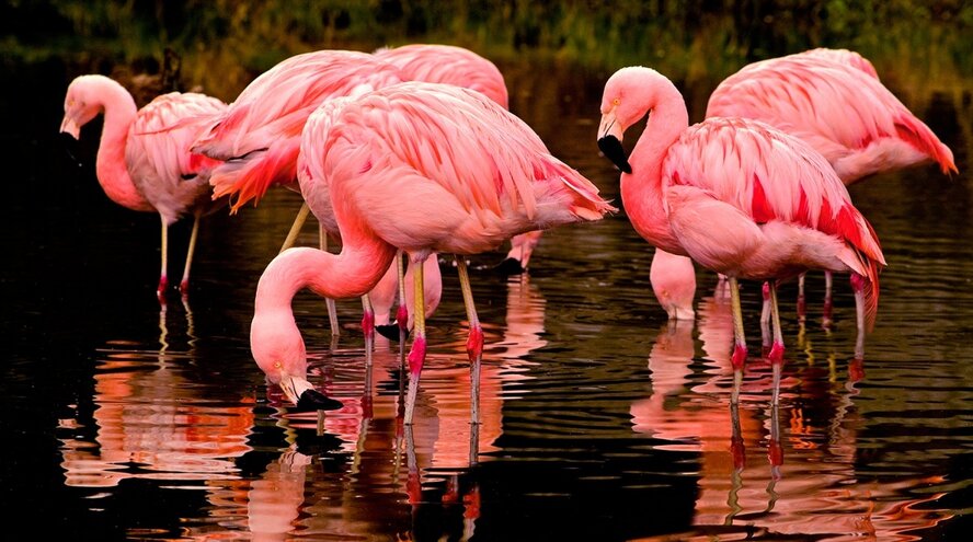 На соленое озеро Алики в Ларнаке прилетели фламинго (фото и видео)