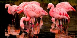 На соленое озеро Алики в Ларнаке прилетели фламинго (фото и видео)