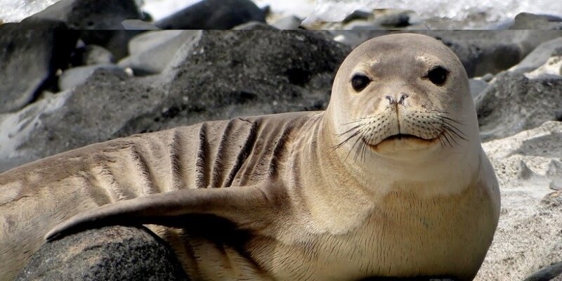 В порт Лимассола заплыл редкий тюлень