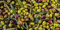 Турки пришли к никосийскому фермеру и срезали его оливки