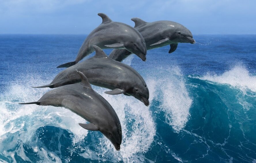 К берегам Кипра приплыла стая дельфинов!