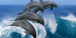 К берегам Кипра приплыла стая дельфинов!